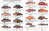 New25 California Tuna Starter Jig Kit JIG (7)w/Free Jig Bag - Casting Fish & Slow Pitch JIGS -Salt water