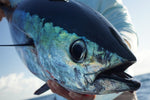 Green Sardine-Tuna Popper Lure