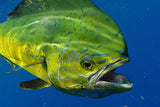 New 2026 Blast Popper /Bubble Track/All pelagic fish