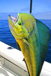 Strike Tuna Popper  -Salt water 5.9 inches or 6.9 inches