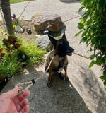 4ft or 15ft K-9 dog slip leash /Training leash ( 3/8 thick Static climbing cord)g -USA made