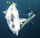 The Boar 6'-2.7 oz Twitch-bait -Sinking Chrome Clear Reflective