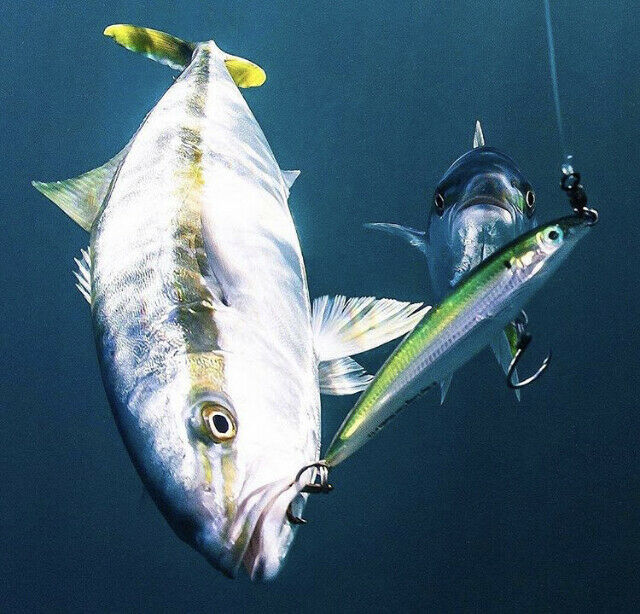 chrome beno fishing lure 5 3/4' Chrome Blue Blood Floating-Stick-bait ,Chrome Reflective (Copy) – All or Nothing .US